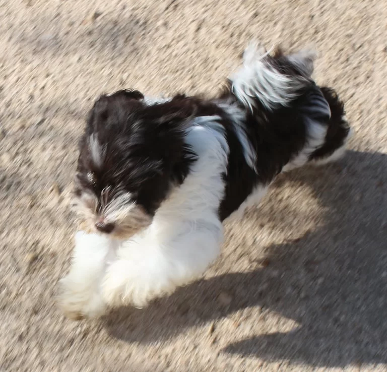 Havenese Puppies for sale in San Bernardino, Southern California and Arizona.