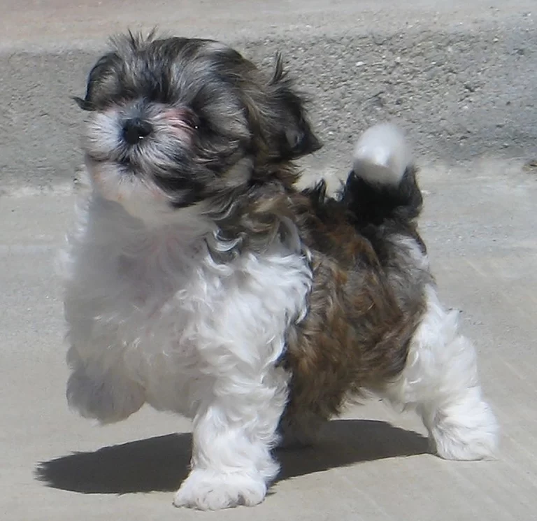 Havenese Puppies for sale in San Bernardino, Southern California and Arizona.