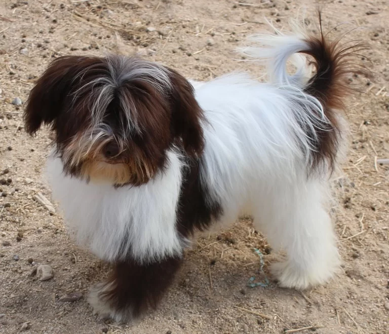 Havenese Puppies for sale in San Bernardino, Southern California and Arizona.