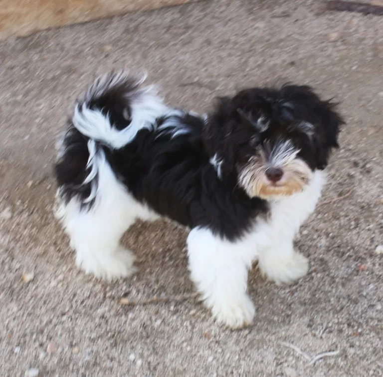 Havenese Puppies for sale in San Bernardino, Southern California and Arizona.