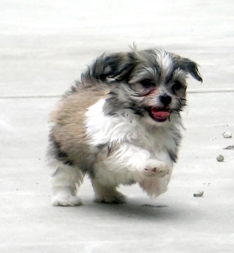 Havenese Puppies for sale in San Bernardino, Southern California and Arizona.