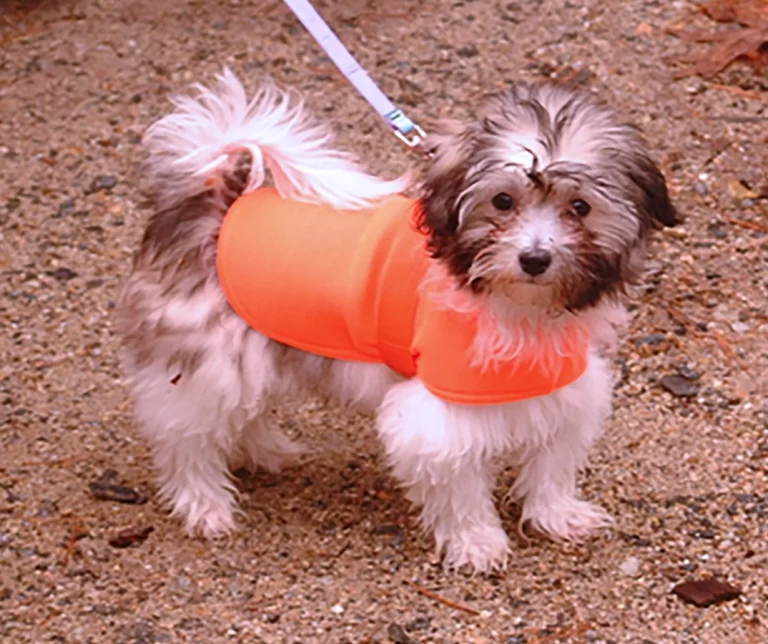 Havenese Puppies for sale in San Bernardino, Southern California and Arizona.