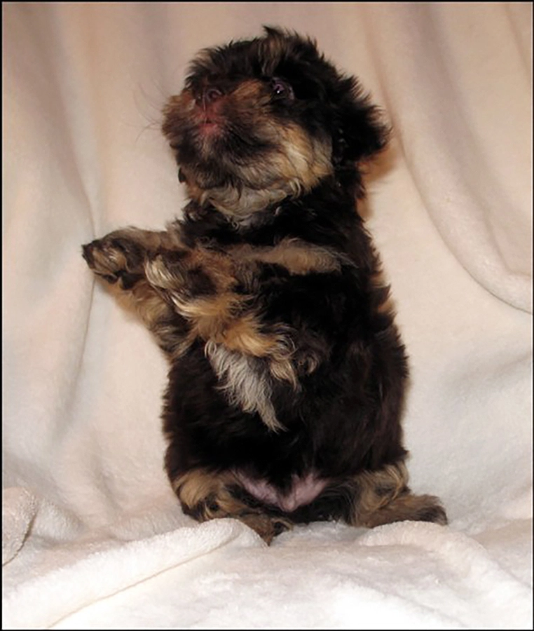 Havenese Puppies for sale in San Bernardino, Southern California and Arizona.
