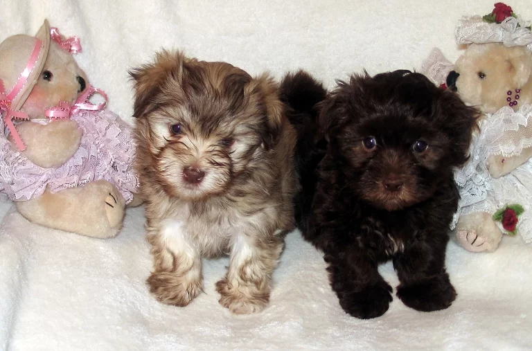 Havenese Puppies for sale in San Bernardino, Southern California and Arizona.