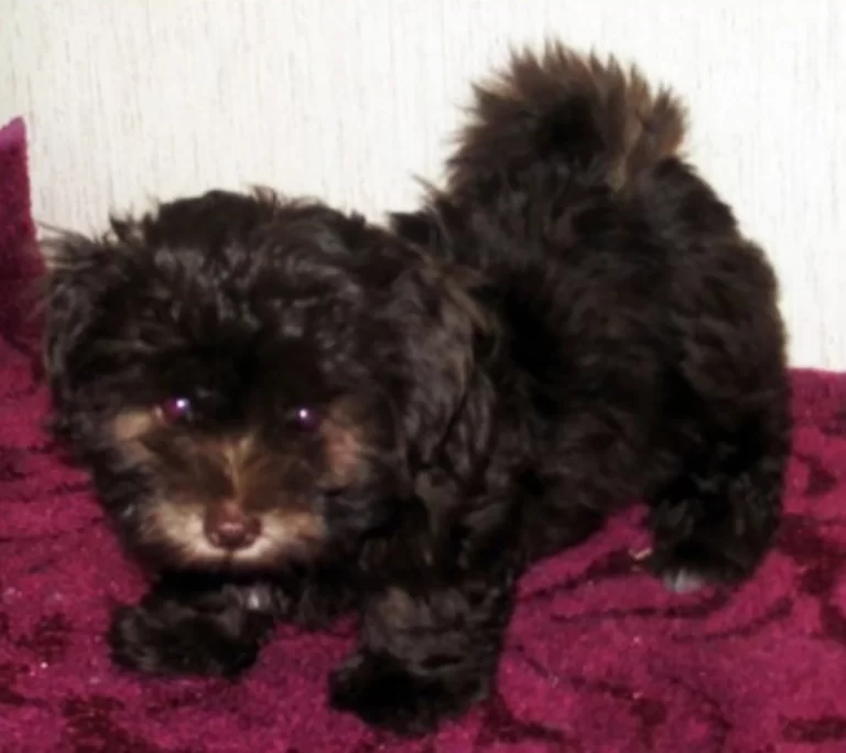 Havenese Puppies for sale in San Bernardino, Southern California and Arizona.