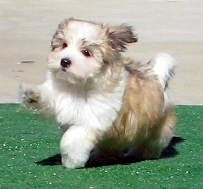 Havenese Puppies for sale in San Bernardino, Southern California and Arizona.