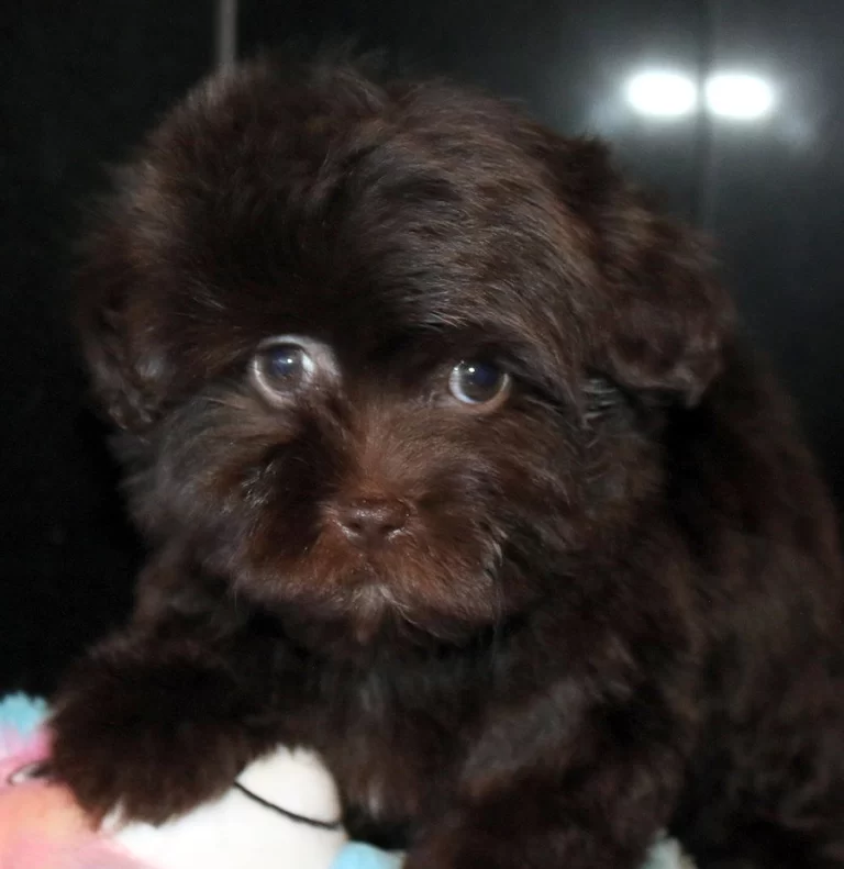 Havenese Puppies for sale in San Bernardino, Southern California and Arizona.