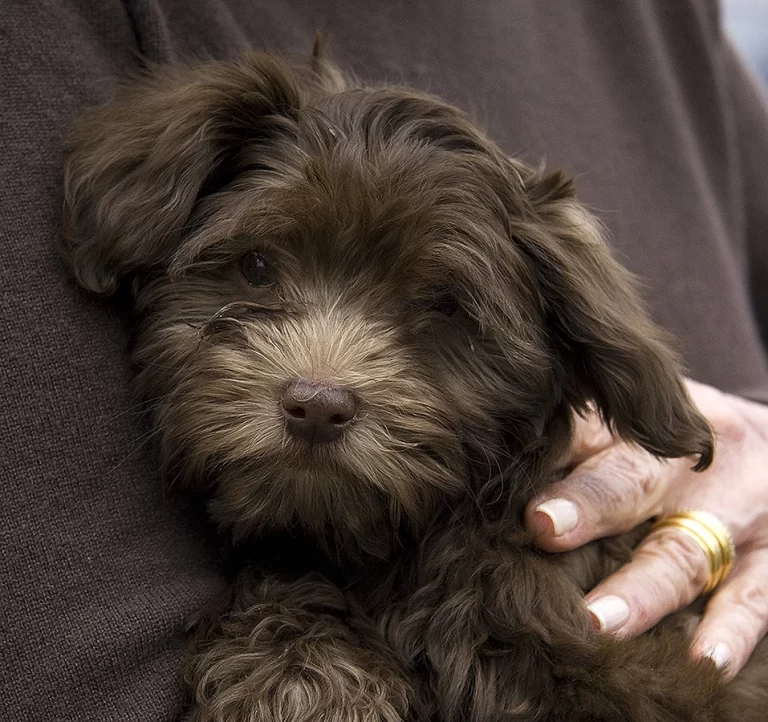 Havenese Puppies for sale in San Bernardino, Southern California and Arizona.