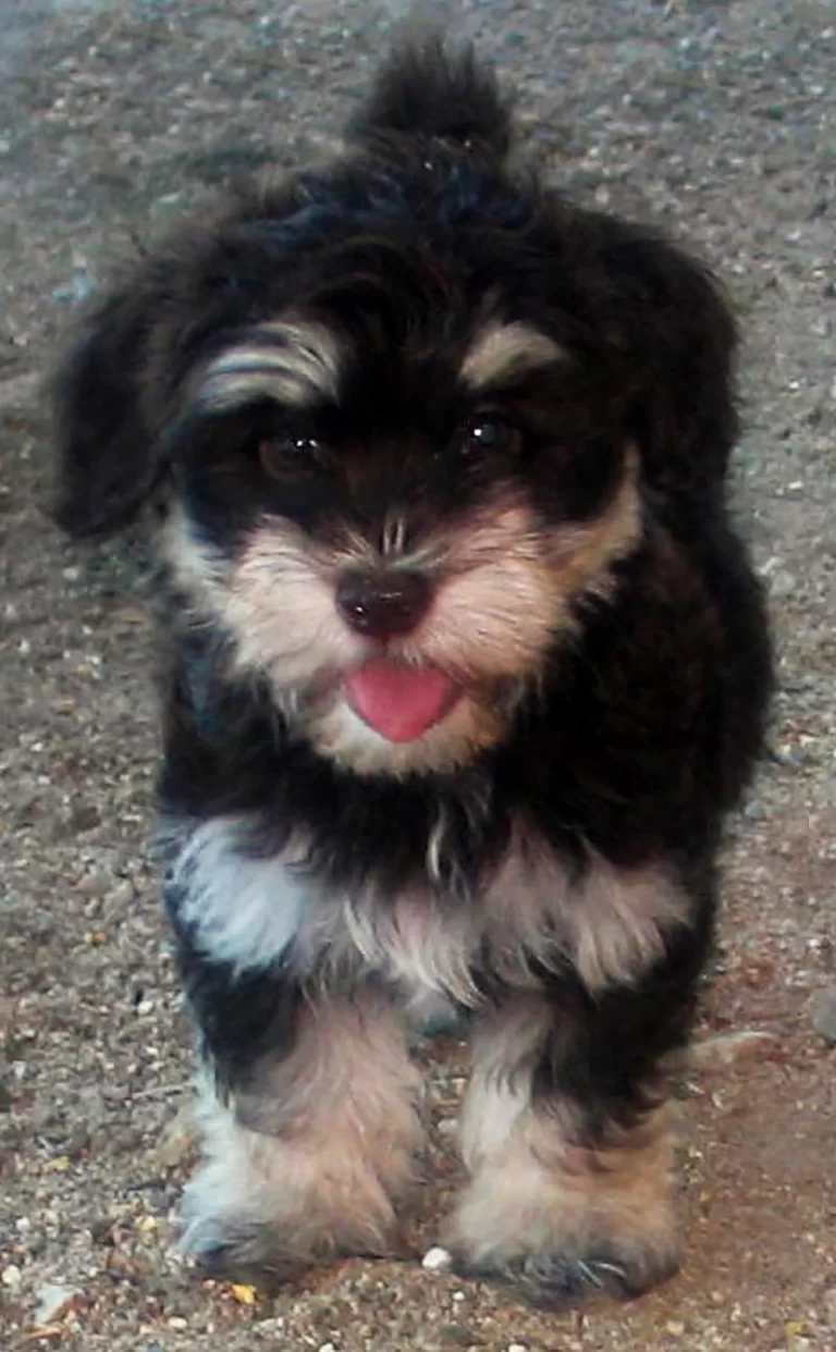 Havenese Puppies for sale in San Bernardino, Southern California and Arizona.