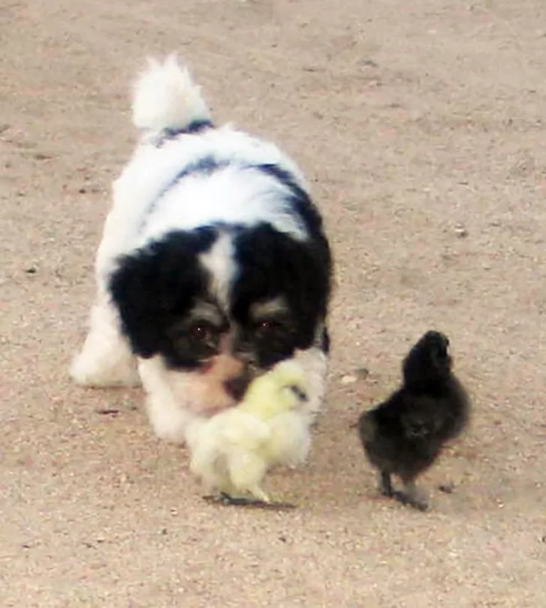 Havenese Puppies for sale in San Bernardino, Southern California and Arizona.