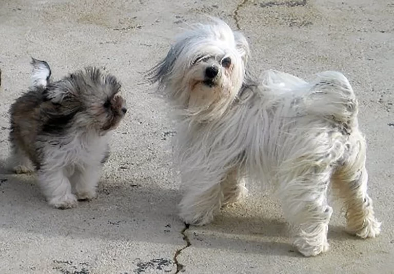Havanese Southern California