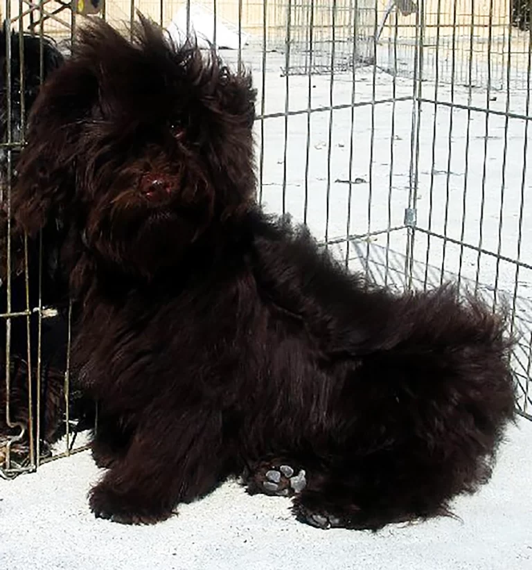 Havanese Southern California