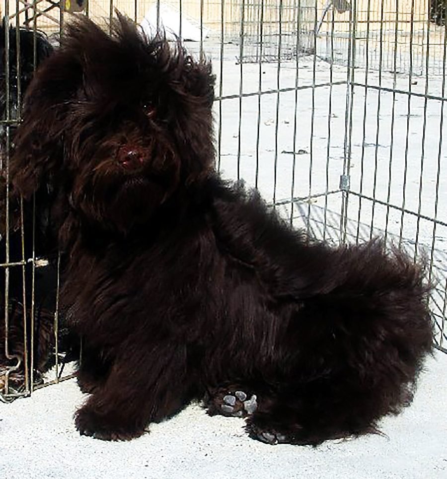 Dark Chocolate Havanese in San Bernardino County, Southern California