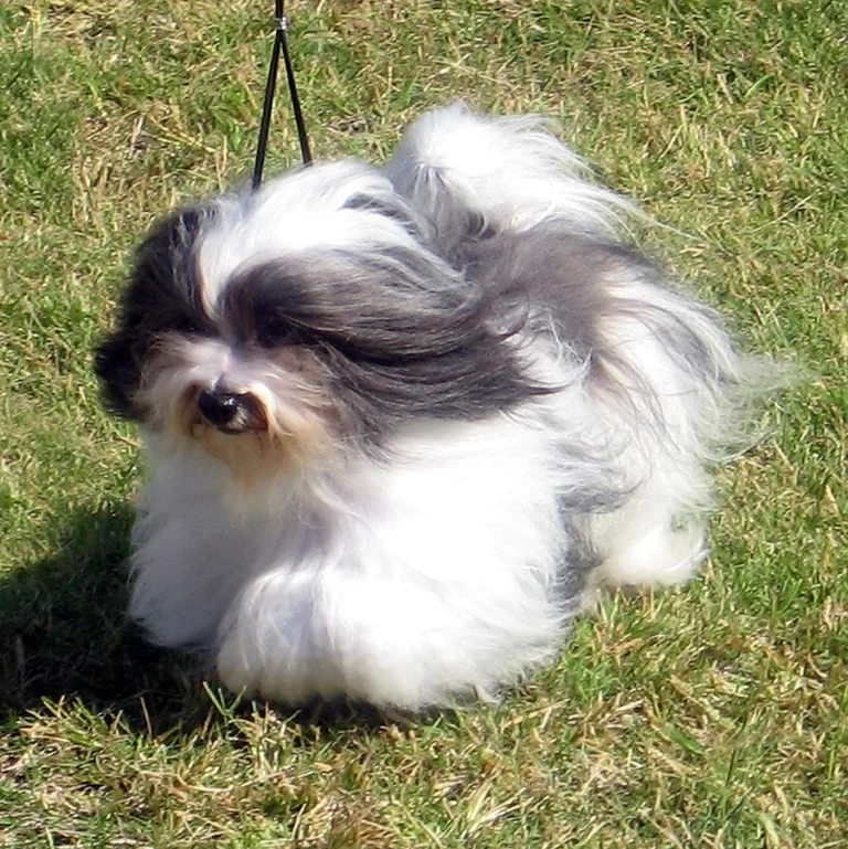 Havanese Southern California