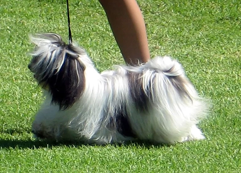 Havanese Southern California