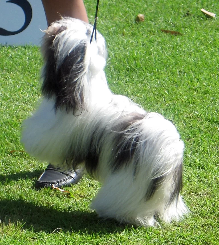 Havanese Southern California