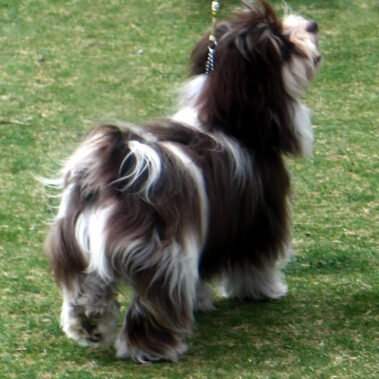 Champion Chocolate Havanese in San Bernardino County, Southern California