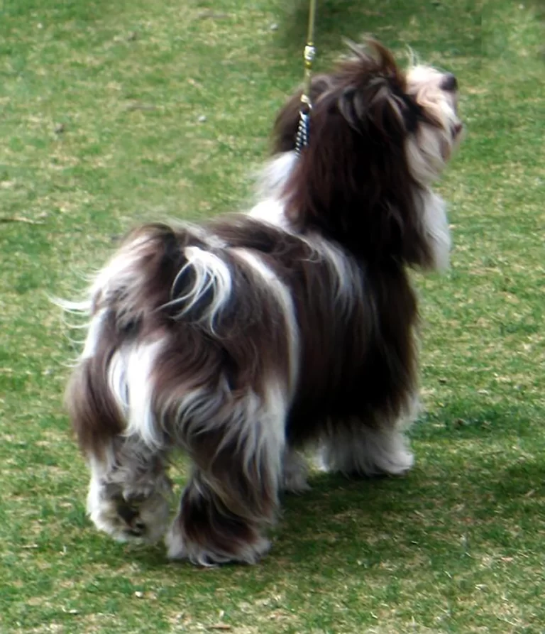 Havanese Southern California