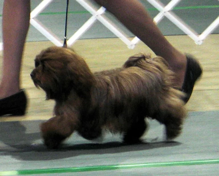 Havanese Southern California