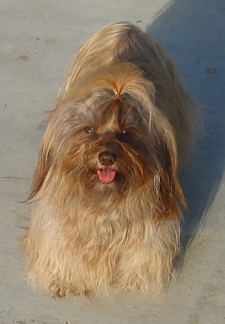 Havanese Southern California