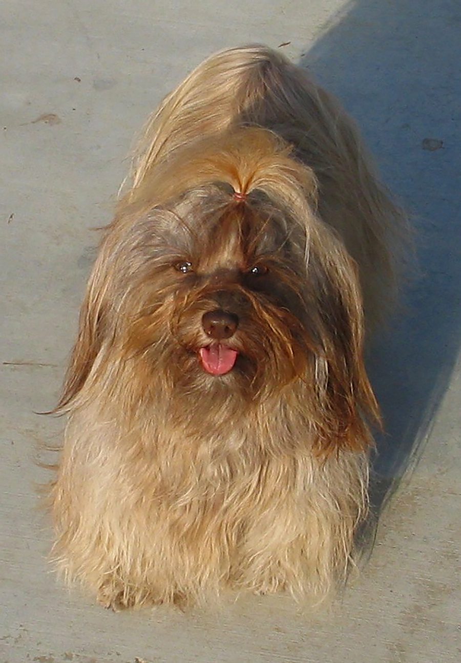 Havanese in San Bernardino County, Southern California