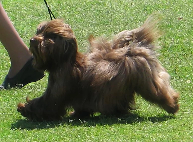 Havanese Southern California