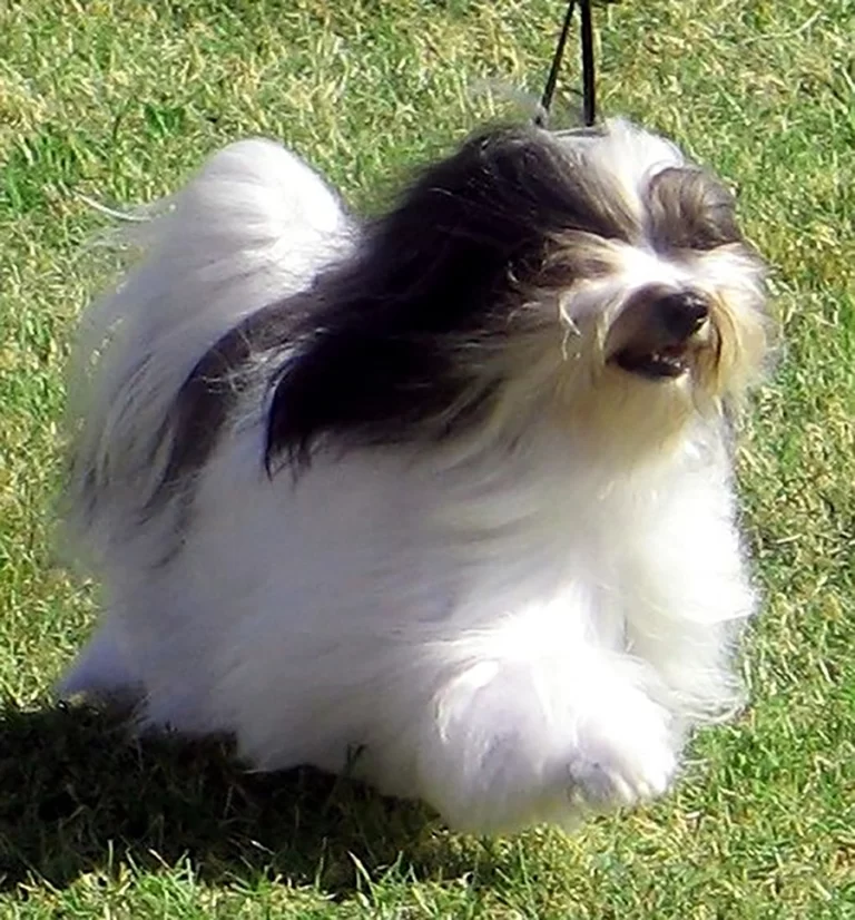Havanese Southern California
