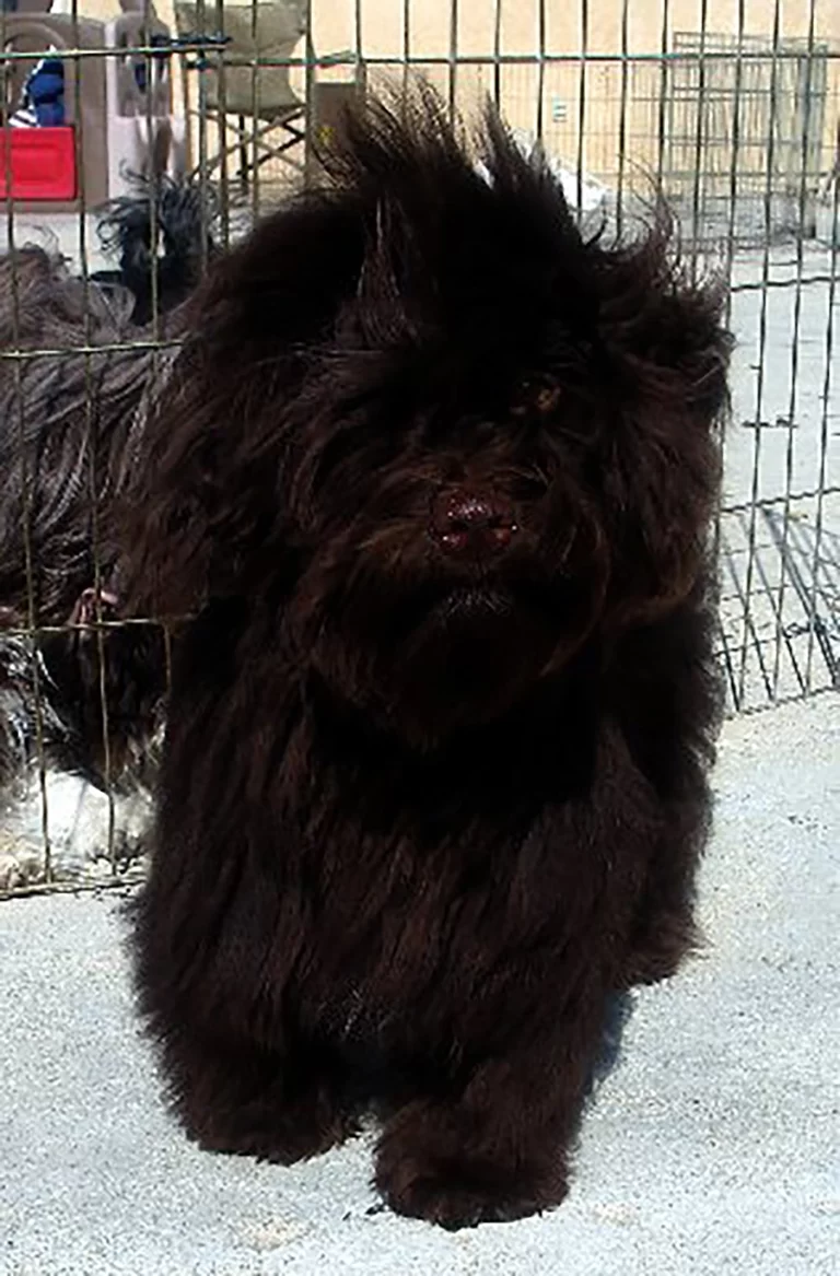 Havanese Southern California