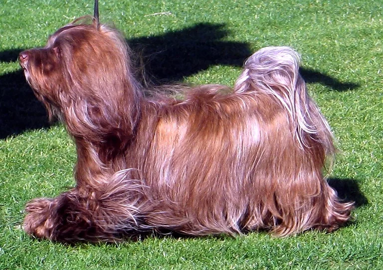 Havanese Southern California