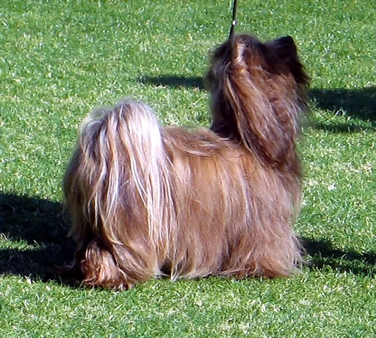 Havanese Southern California