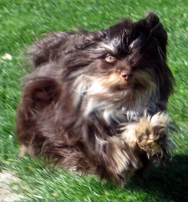 Havanese Southern California