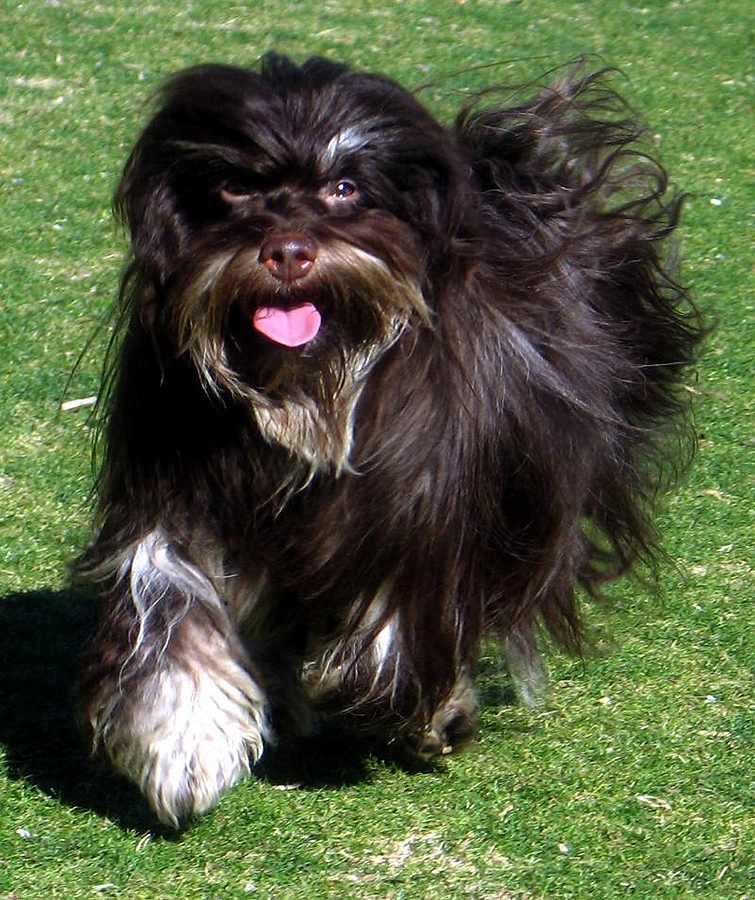 Havanese Southern California