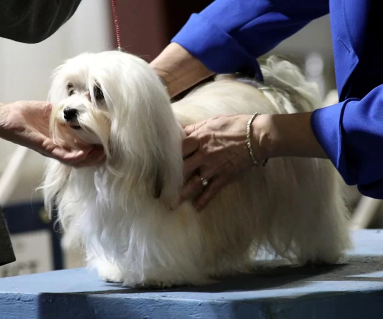 Havanese Southern California