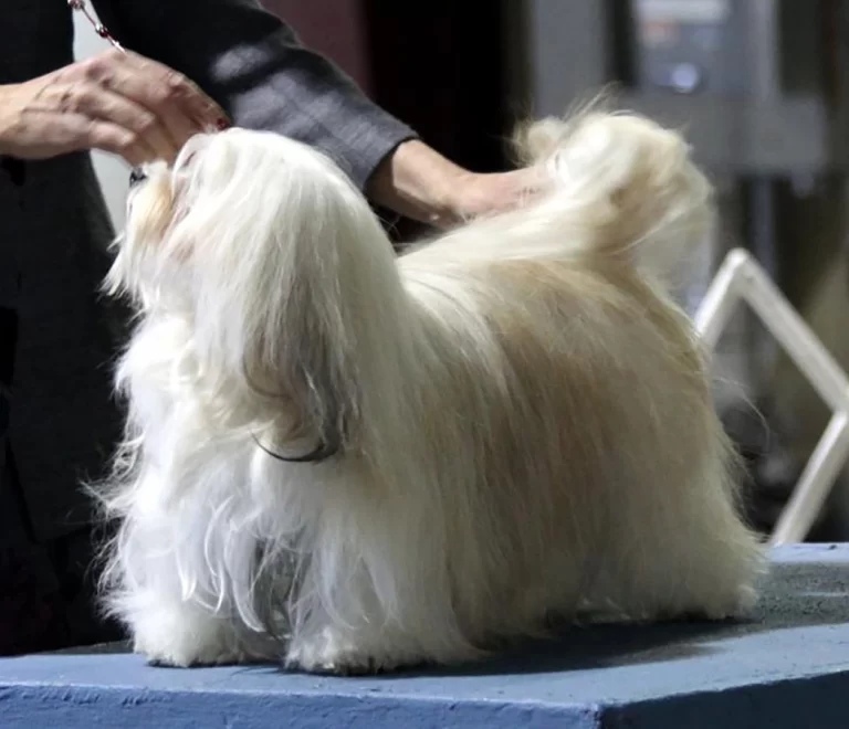 Havanese Southern California