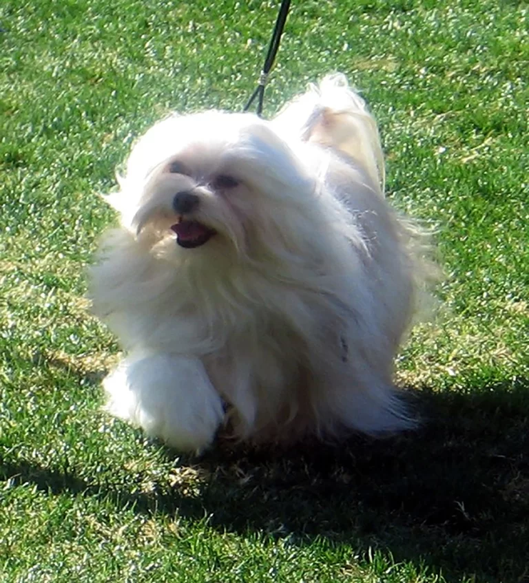 Havanese Southern California