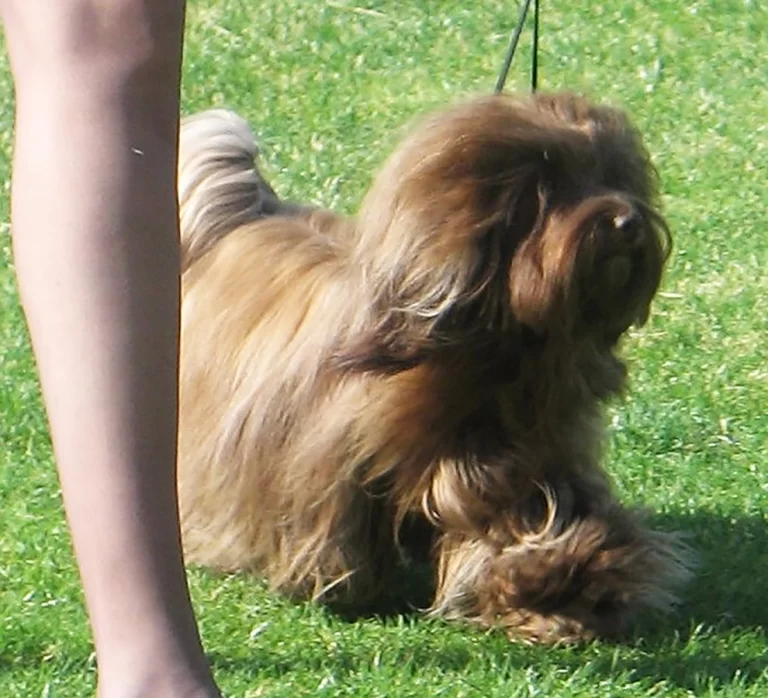 Havanese Southern California