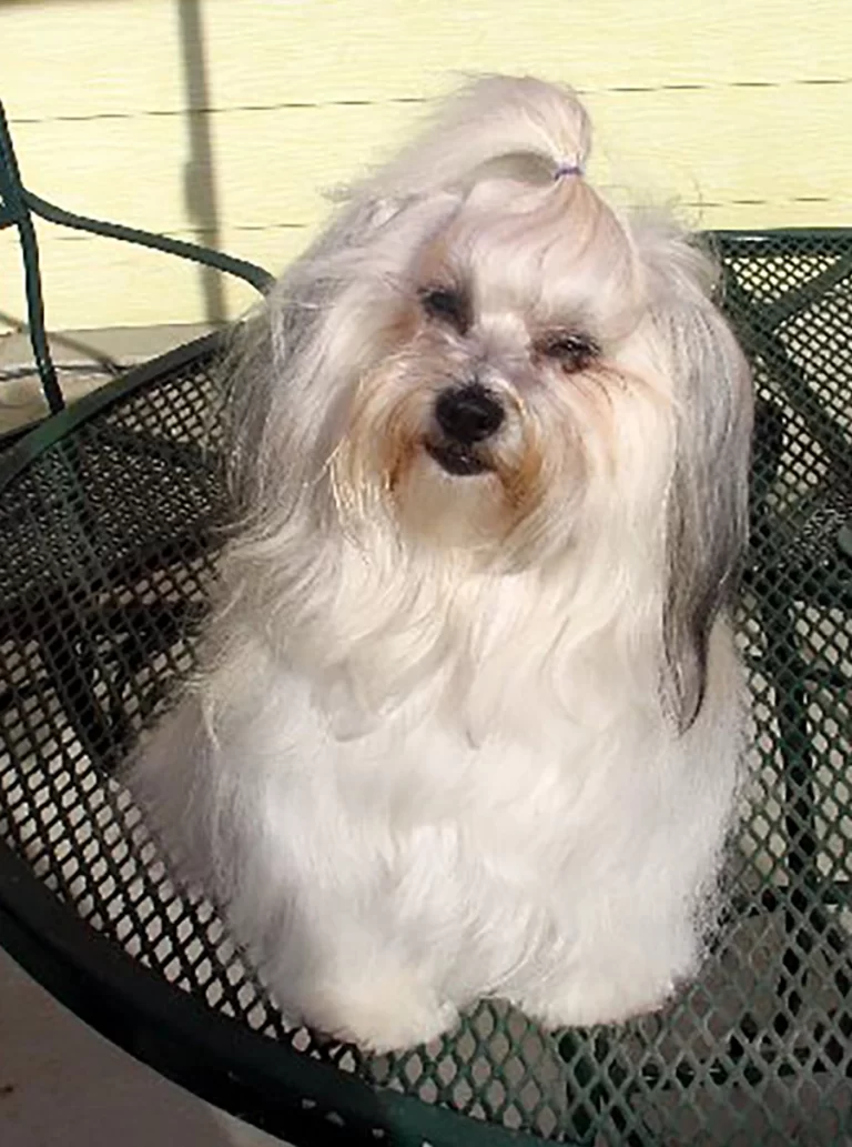 Havanese Southern California
