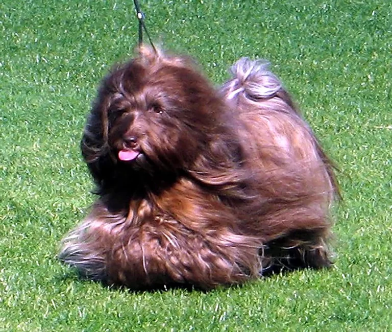 Havanese Southern California