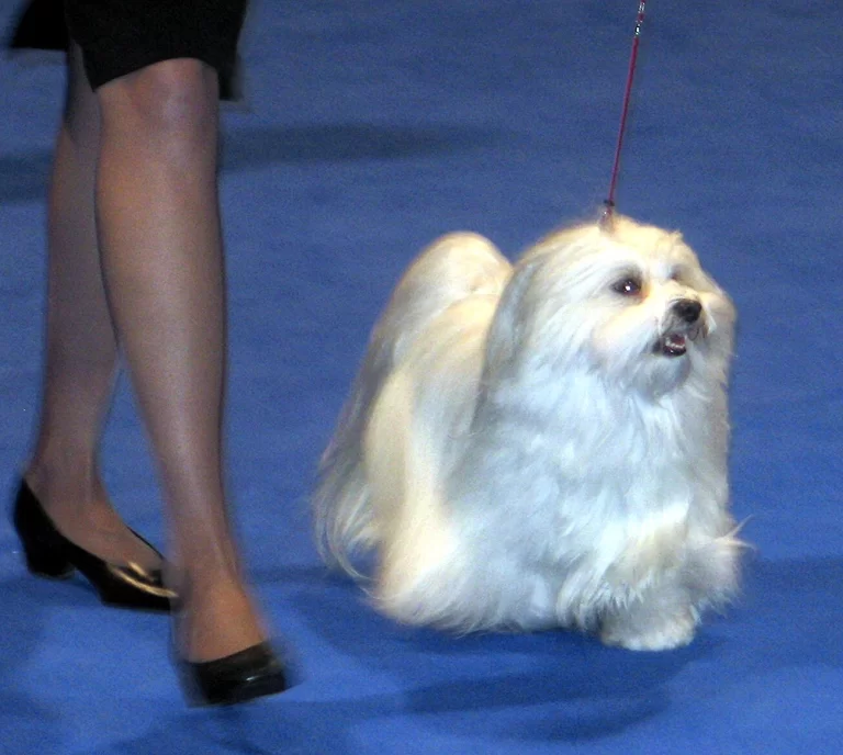 Havanese Southern California