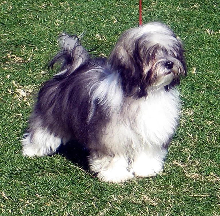 Havanese Southern California