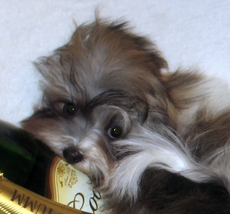 Havanese Southern California