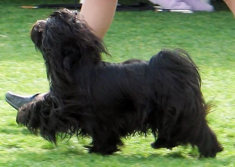 Havanese Southern California