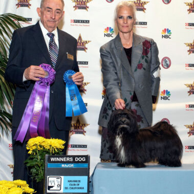 Xedo Black and white Havanese Stud Dog in California