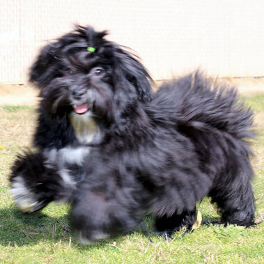 Xedo Black and white Havanese Stud Dog in California