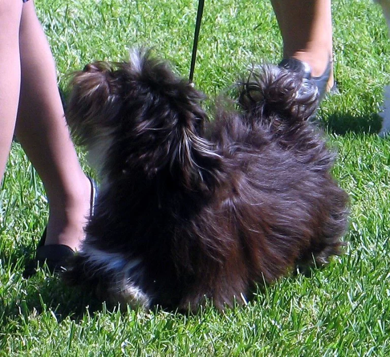 Havanese Southern California