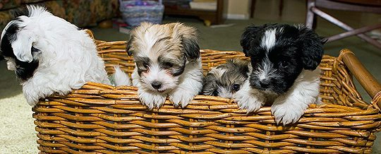 Choosing your Havanese puppies