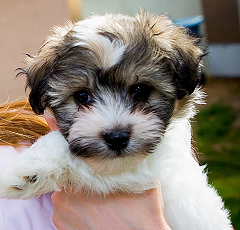 Havanese Puppy for sale in Southern California